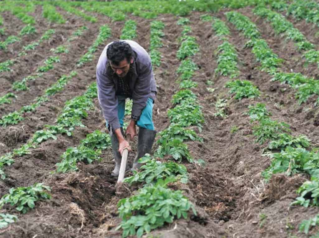 El sector agrícola impulsa la generación de empleo en Colombia