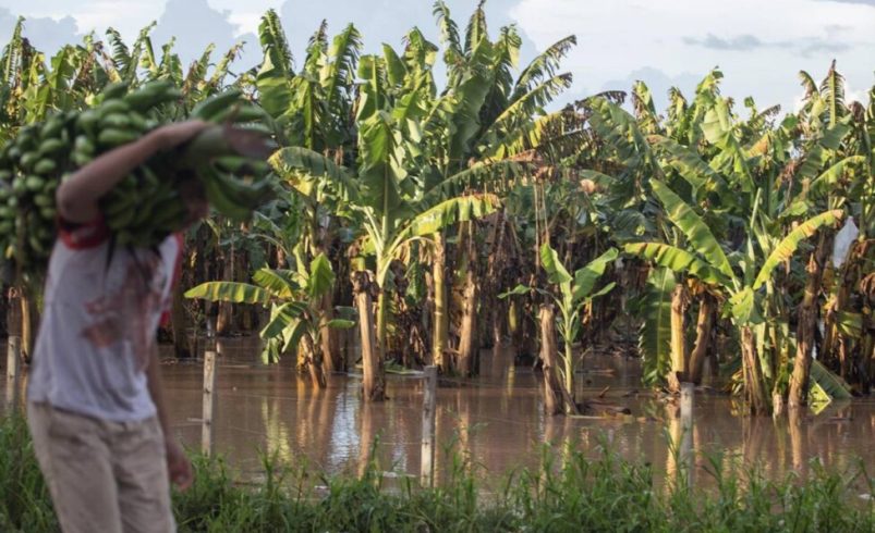 El cambio climático pone en riesgo la fruta preferida del mundo: los plátanos