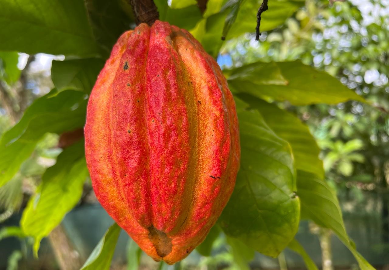 Ecuador Cocoa y Chocolate se esfuerzan por ganar el mercado chino gracias al TLA

 – Reporte Tico
