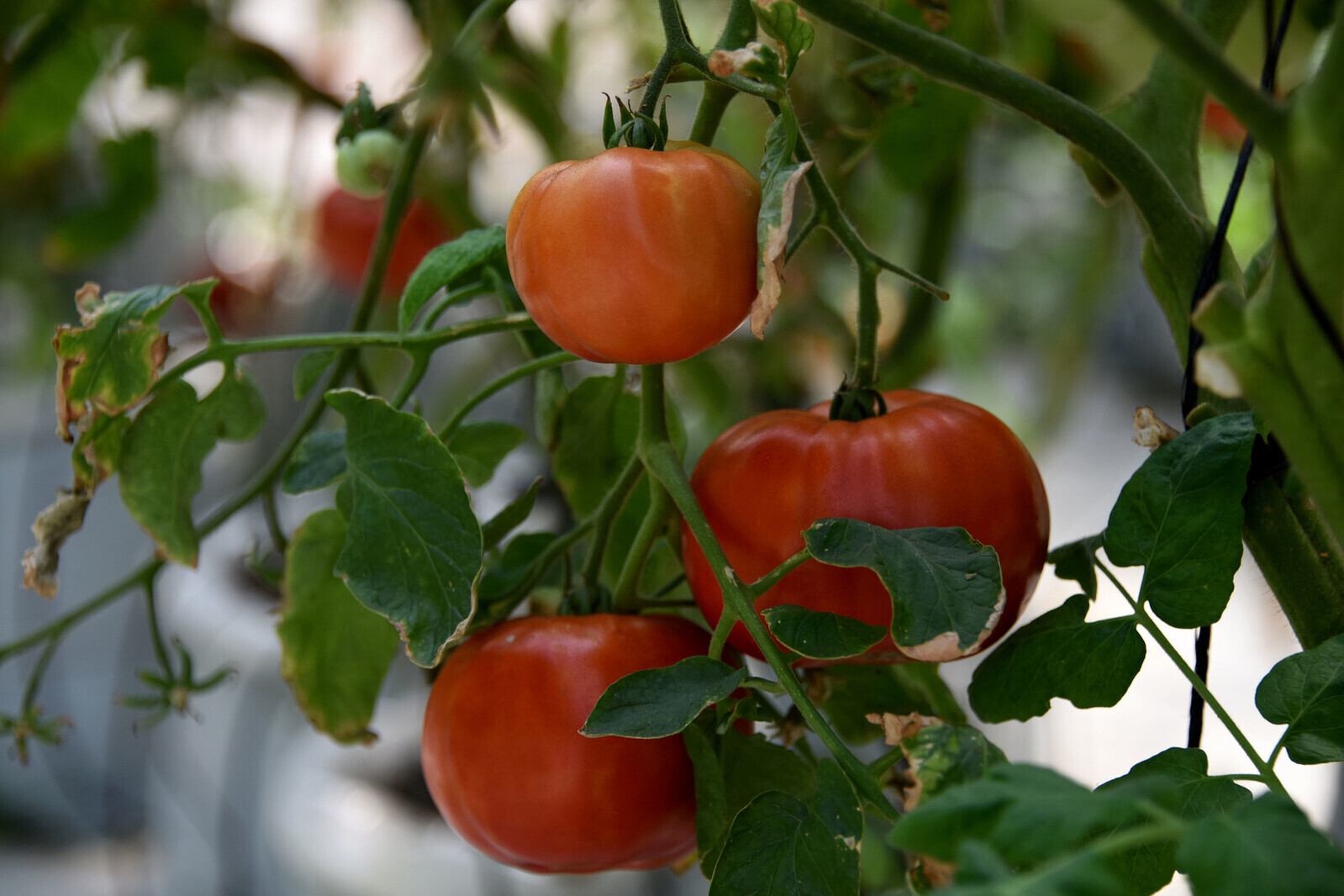 El UCR enviará el tomate y el dulce chile a una misión espacial

 – Reporte Tico