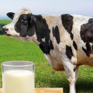 Junio, Mill Mes: dibujo, aliados clave para la salud y la nutrición

 – Reporte Tico