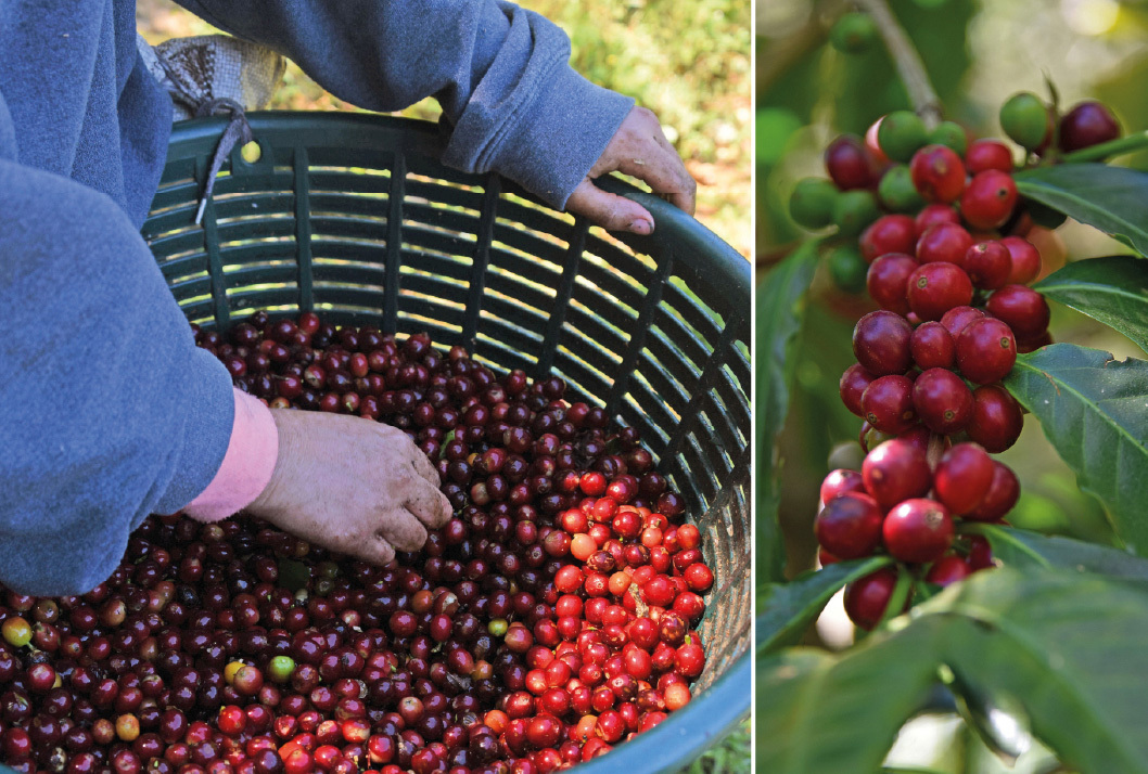 ¿Qué factores influyen en la adopción de tecnologías de precisión para el cultivo de café?

 – Reporte Tico