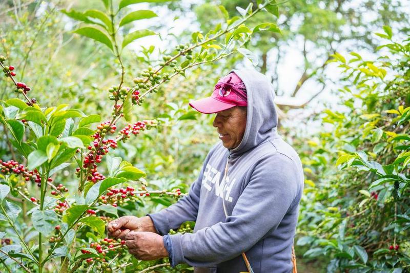 Los cafés de Panamá logran un nuevo hito en la subasta anual de culturas especiales

 – Reporte Tico