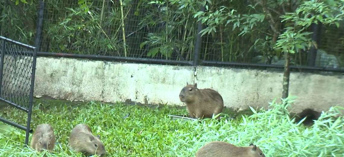 ¡Finalmente! Puedes conocer los Capibaras

 – Reporte Tico