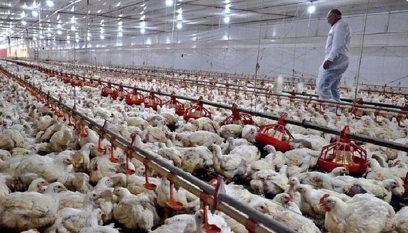 Brasil Press en China en Britt para la normalización de pájaros de aves

 – Reporte Tico