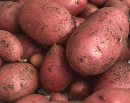 CNAA admite productores de papas y cebolla antes del impacto por la importación de masas

 – Reporte Tico
