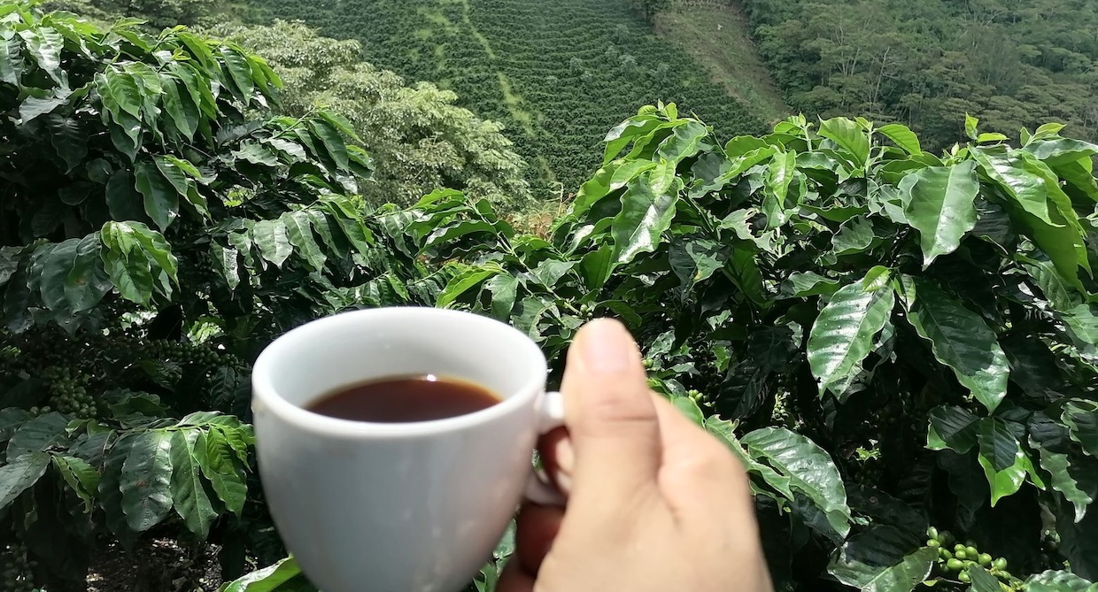 Honduran Cafe para la venta supera los $ 1,900 millones

 – Reporte Tico