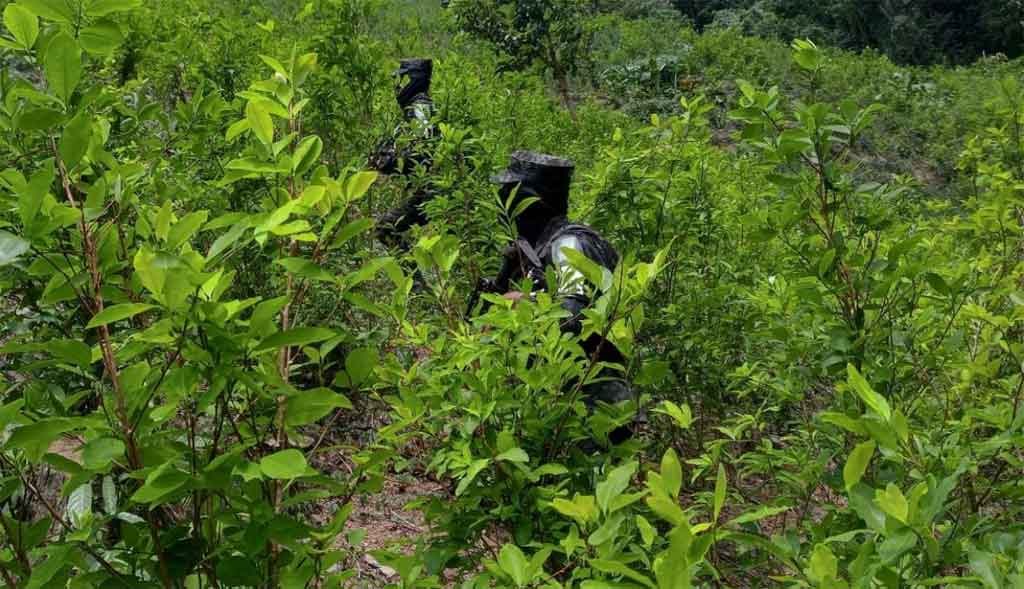 Confiscando plantación coca en el norte de Honduras

 – Reporte Tico