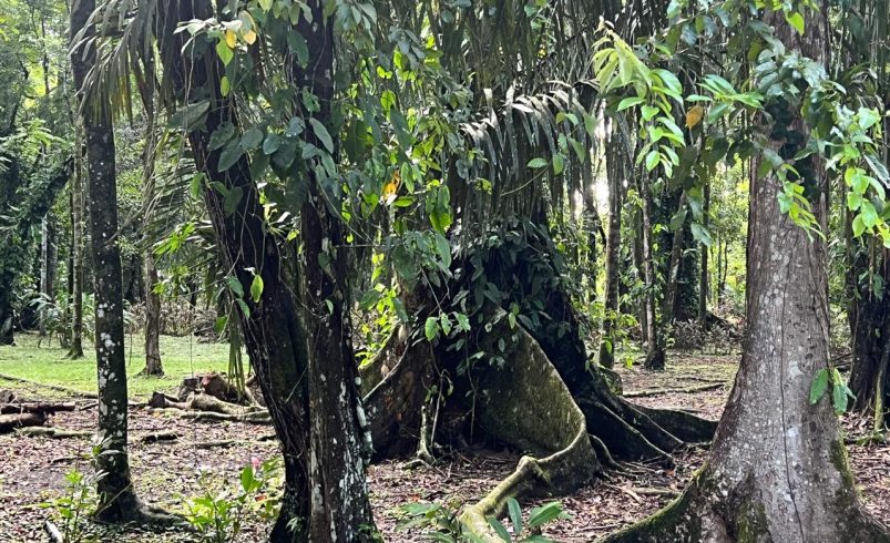 Sala IV Cancelar el Plan de gestión del refugio Gandoca-Manzanillo para violar la protección del medio ambiente

 – Reporte Tico