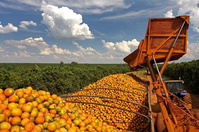 Jugo de naranja Exportadores brasileños anticipan las pérdidas de Milleraire debido a la tarifa estadounidense de los productos

 – Reporte Tico