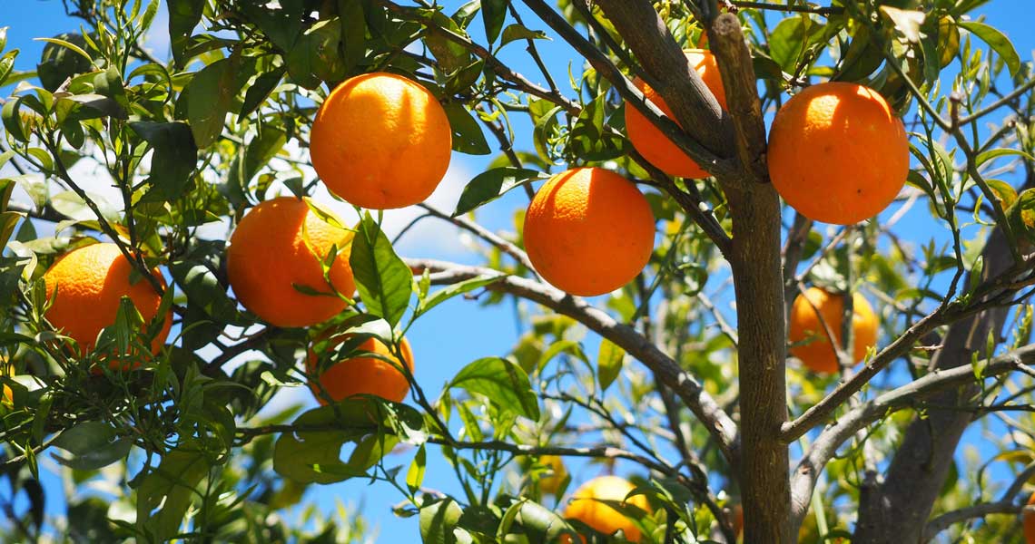 Los fabricantes de jugo de naranja brasileño advierten sobre el posible colapso del sector debido al arancel de Trump

 – Reporte Tico