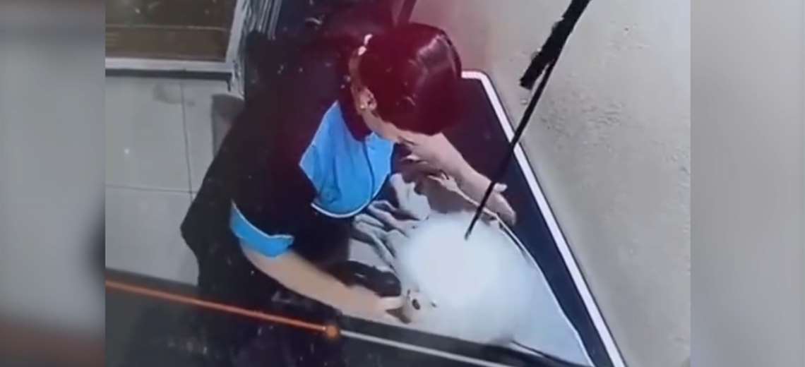 VIDEO: Las necesidades de Hund operan con abusos obvios en el veterinario de San Sebastián

 – Reporte Tico