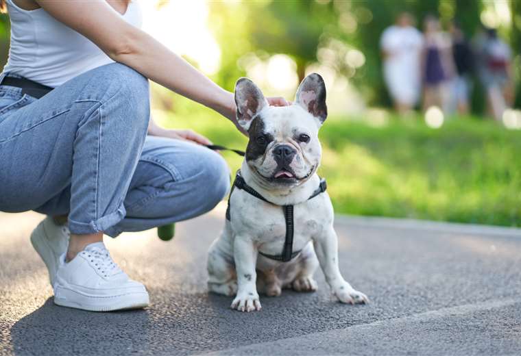 Día del perro: puntas de oro para mascotas que viven en clima tropical

 – Reporte Tico