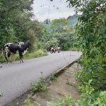 ¡Otro toro suelto! Animal Ramm’s Motorcyclist en el medio de la calle en personas sin hogar

 – Reporte Tico