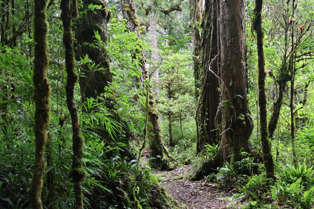 Costa Rica lanza un nuevo proyecto para expandir REDD+ y fortalecer la acción climática

 – Reporte Tico