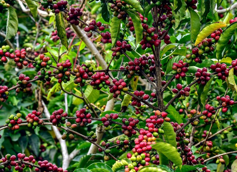 Panamá Coffee Geisha Incorto del récord mundial a una subasta electrónica

 – Reporte Tico