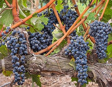 Chile convierte la experiencia del vino con una gira emeriosa y sensorial en todo el mundo

 – Reporte Tico