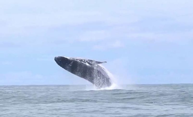 El decimoquinto festival de las ballenas y delfines ya tiene fecha

 – Reporte Tico