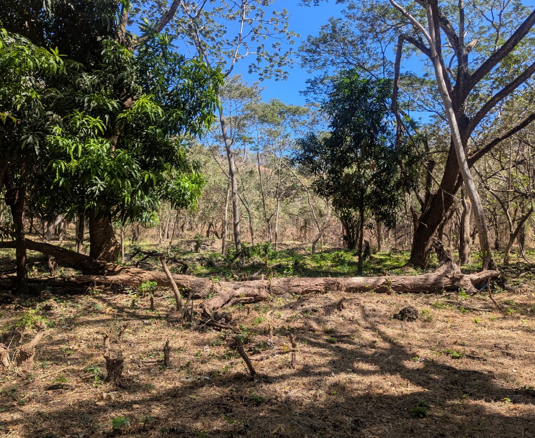 Demanda poco probable contra el debate de recreación del defensor ambiental sobre criminalización en Costa Rica
 – Reporte Tico