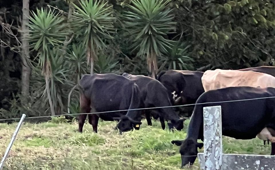 Dos Pinos y la FAO promueven un modelo innovador para la regeneración de suelos y reforzando la producción de leche.

 – Reporte Tico