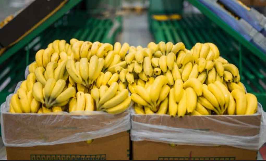 Panaman Bananeros demandará a las marcas de trrasnación Chiquita

 – Reporte Tico