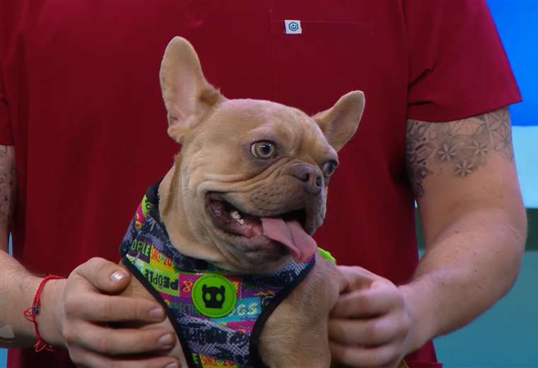 Bulldogs franceses: todo lo que debes saber antes de tener uno en casa

 – Reporte Tico