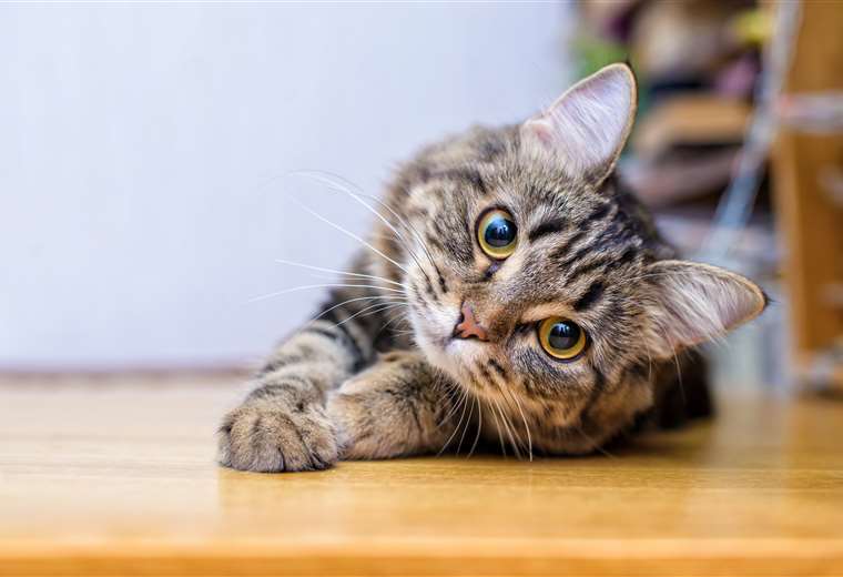 ¿Por qué celebramos a los gatos el 8 de agosto? Esta es la historia detrás del Día Internacional.

 – Reporte Tico
