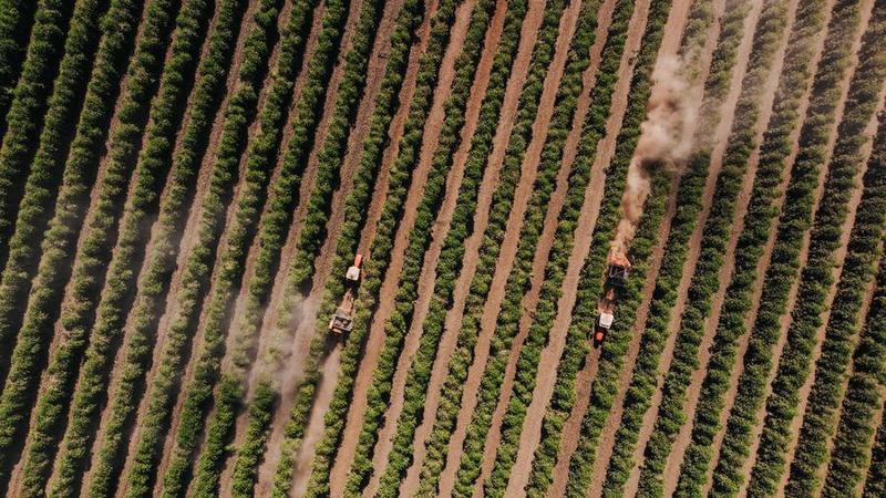Las exportaciones de café brasileños en los Estados Unidos caen 55% debido a la tarifa de Trump

 – Reporte Tico