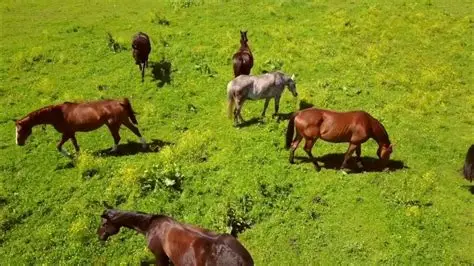 Senasa confirma casos de tripanosomiasis a los caballos

 – Reporte Tico