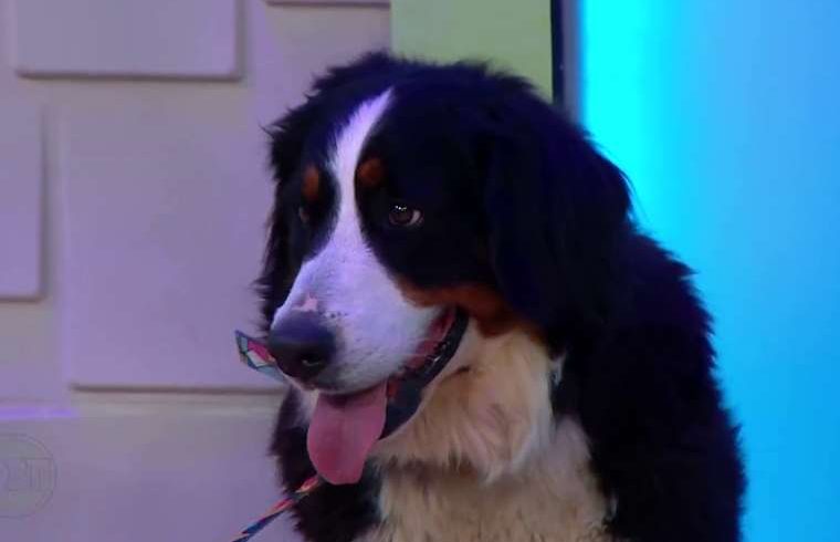 Cómo actuar antes de una pelea de perros sin poner en riesgo su integridad

 – Reporte Tico