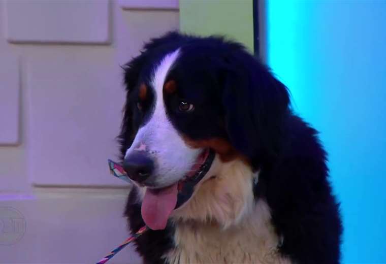 Cómo actuar antes de una pelea de perros sin poner en riesgo su integridad

 – Reporte Tico