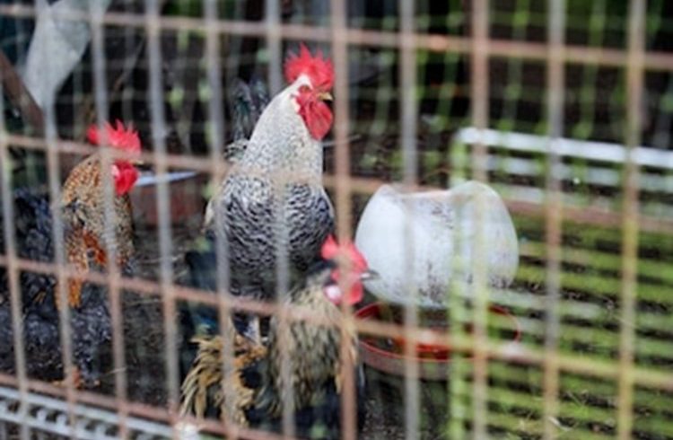 EE.UU. confirma el primer caso humano de gripe aviar H5N5 y mantiene bajo riesgo poblacional

 – Reporte Tico