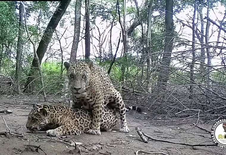 Una cámara trampa captura un momento raramente visto: jaguares copulando en el parque nacional

 – Reporte Tico