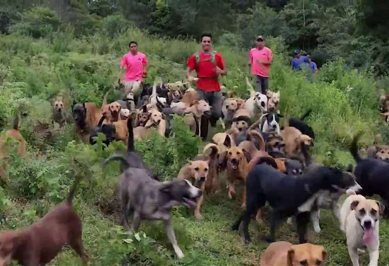 Intentan combatir la sobrepoblación de mascotas ante el elevado número de animales sin castrar

 – Reporte Tico