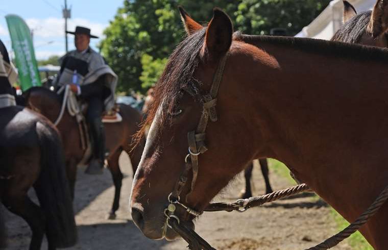 San Ramón se prepara para recibir a los jinetes del Top Nacional 2025

 – Reporte Tico
