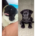 Video: Fuerza Pública salva a un perrito abandonado en una bolsa de basura

 – Reporte Tico