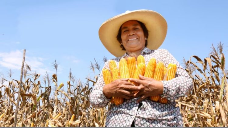 El informe regional expone una escasez crítica de maíz, frijol y arroz en Centroamérica

 – Reporte Tico