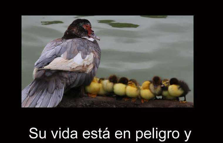 Vecinos de condominio en Alajuela suplican salvar a los patos luego de que el SINAC ordenara no alimentarlos

 – Reporte Tico