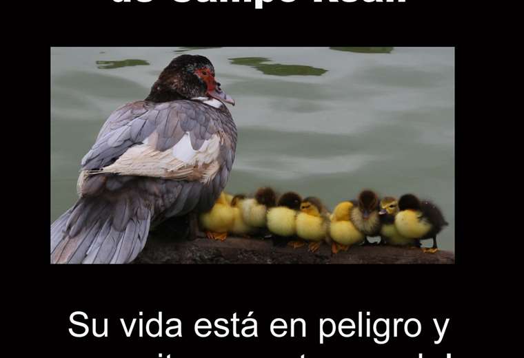 Vecinos de condominio en Alajuela suplican salvar a los patos luego de que el SINAC ordenara no alimentarlos

 – Reporte Tico