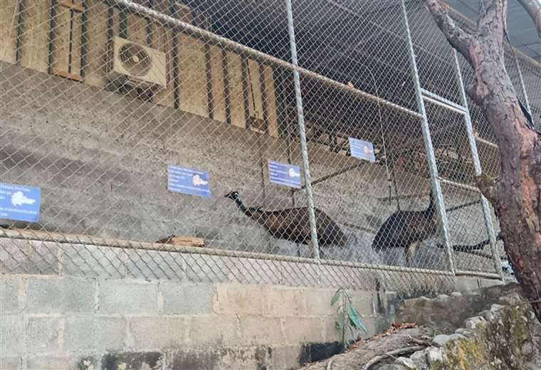 Animales exóticos fueron exhibidos ilegalmente en finca turística de Moctezuma

 – Reporte Tico