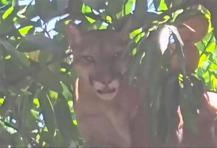 Minutos de suspenso: Familia encuentra a Puma en su jardín antes de ir a la escuela

 – Reporte Tico