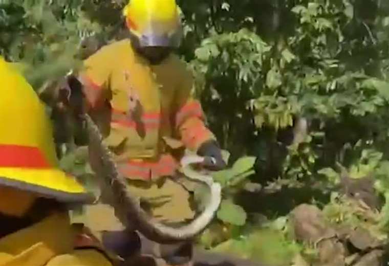 Bomberos capturaron una serpiente de casi tres metros de largo en Siquirres

 – Reporte Tico